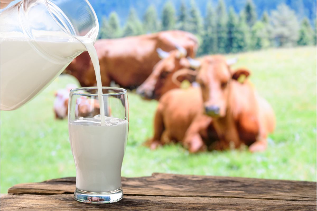 Cow’s Milk Allergy In Babies
